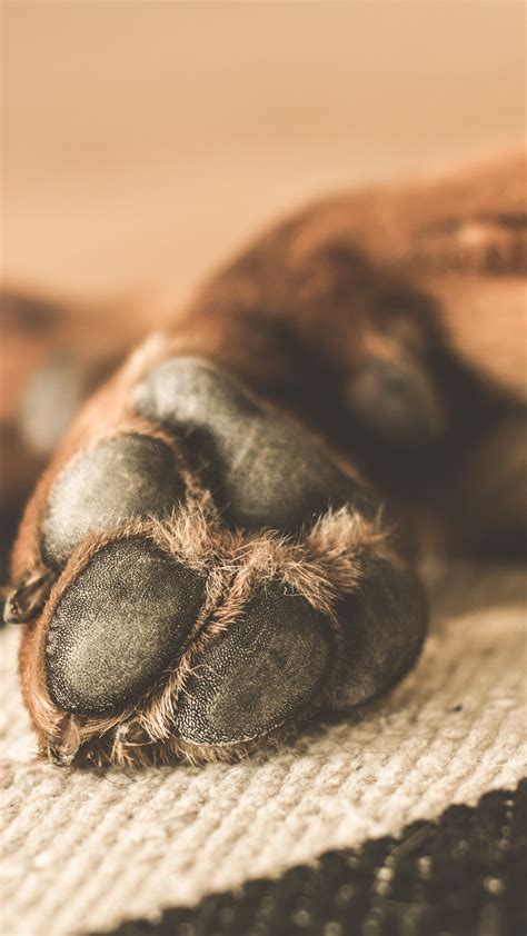 dog paws wallpaper